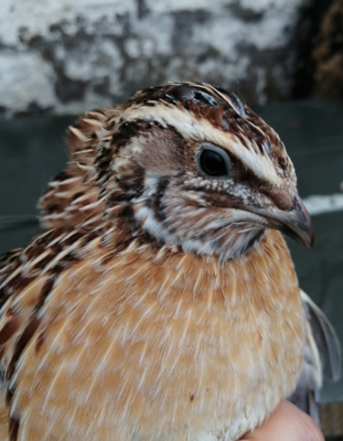 quail3b.png