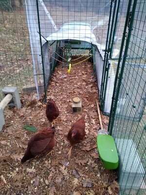 Coop inside facing south.jpg