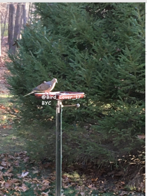 Mourning Dove IMG.png