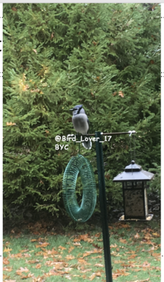 Blue Jay IMG 1.png