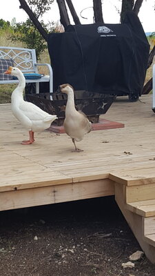 Geese.jpg