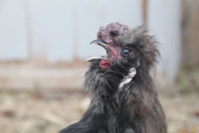 Silkie Myths and Facts