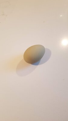 Egg.jpg