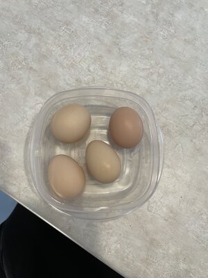 Four Eggs.jpg Four Eggs.jpg