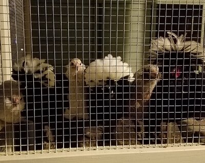 perch.jpg