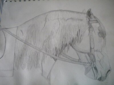 B) Horse FAce (2).jpg