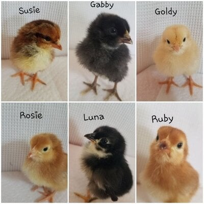 Chicks day 3.jpg
