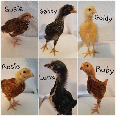 Chicks 3.5 weeks.jpg
