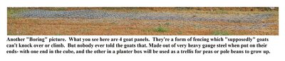 4 Goat Panels for Garden.JPG