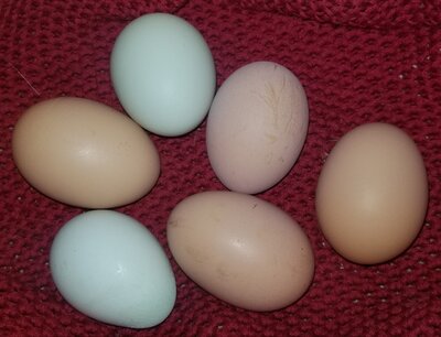11.20.2020 6 eggs.jpg