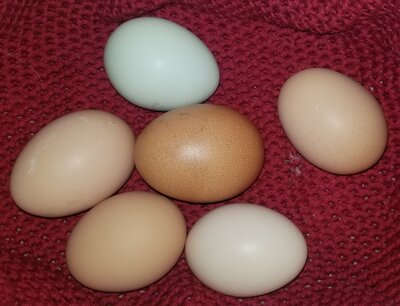 11.21.2020 6 eggs.jpg