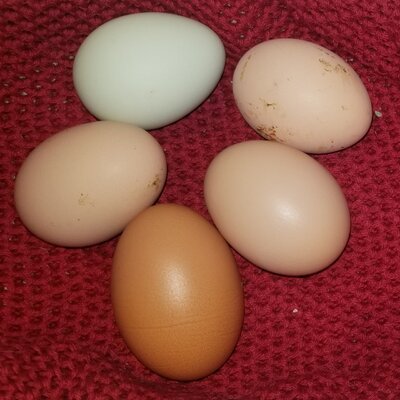 11.22.2020 5 eggs.jpg