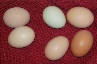 11.23.2020 6 eggs.jpg
