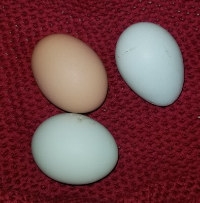 11.24.2020 3 eggs.jpg