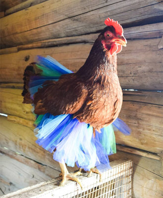 funny-chickens-in-tutus7.jpg