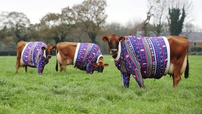 _110078166_cowsinjumpersfullres.jpg