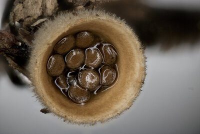 Birds Nest Fungi 2x1 V2 3000x2000px.jpg