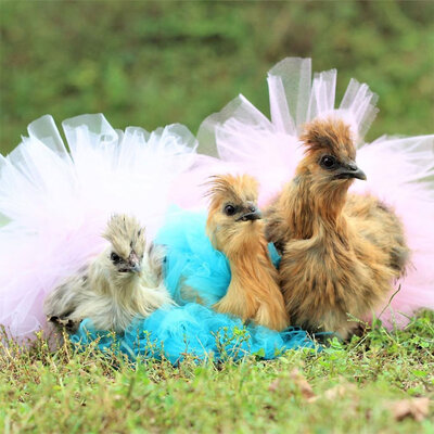 adorable-chickens-tutus-5d26e4304af64__700.jpg