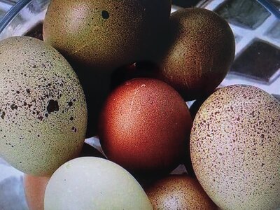 EGG_COLOR2.JPG