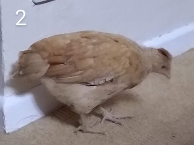 IMG_20201127_211510332~2.jpg