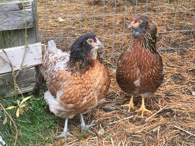 fennel_pullet.JPG