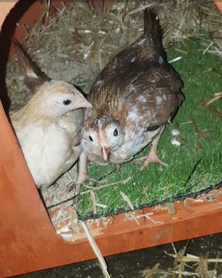 Evicted chickens! (But no..)