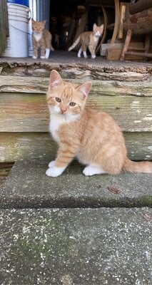 Smooter, Pooter and Kit (11-7-20).jpg