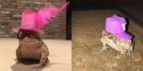 images.jpeg