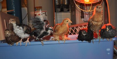 IMG_0430.JPG