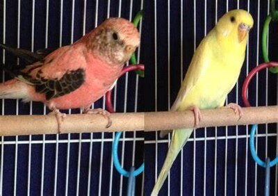 RB & Budgie.jpg