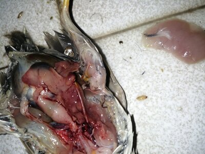 IMG_20201202_011423.jpg