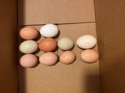 december eggs.jpg