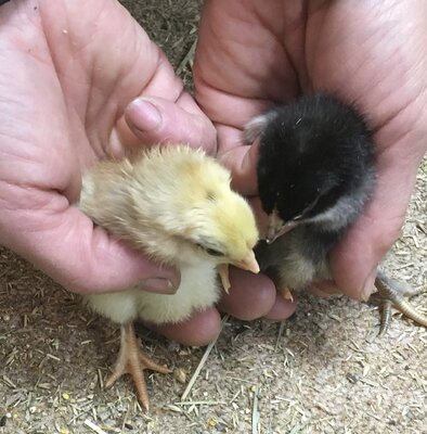 feedroomchicks.jpg