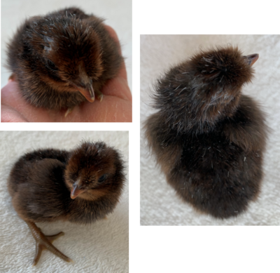 SpitzxOE_chick2.png