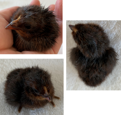 SpitzxOE_chick3.png