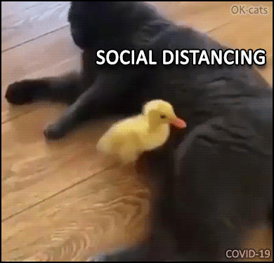 Cat GIF with caption • Funny cat maintaining social distance with duckling during the COVID-19...gif