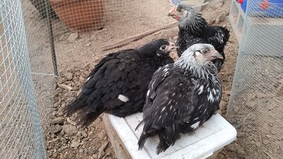 Wyandotte Australorp.jpg