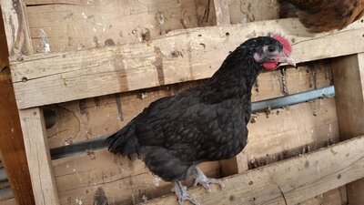 Australorp roosters.jpg