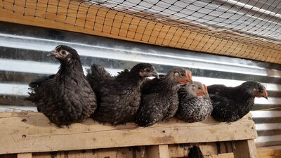 Australorp hens Wyandotte Easter Egger.jpg