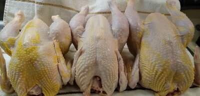 meat birds.jpg
