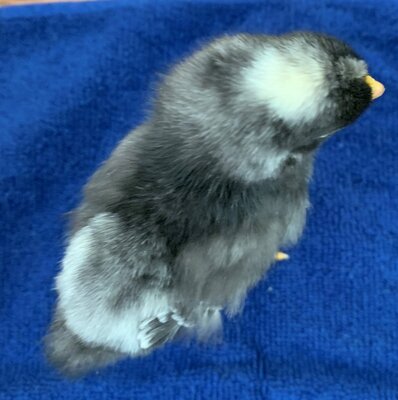 chick02_4days_1.jpg chick02_4days_1.jpg