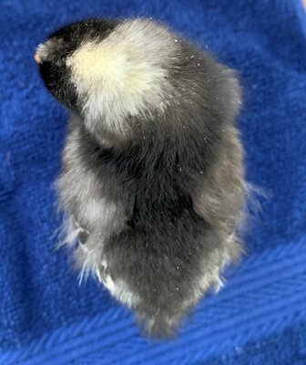 chick04_4days_2.jpg chick04_4days_2.jpg
