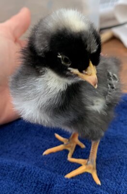 chick04_4days_5.jpg chick04_4days_5.jpg