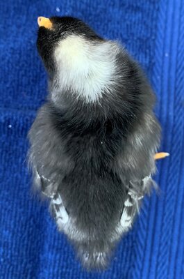 chick01_4days_1.jpg chick01_4days_1.jpg