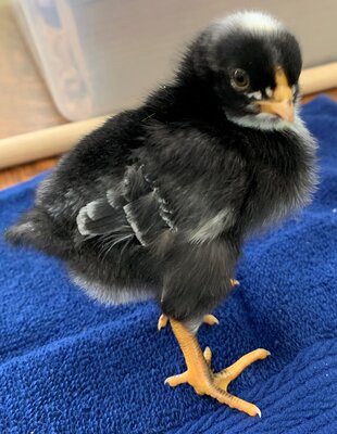 chick01_4days_3.jpg chick01_4days_3.jpg