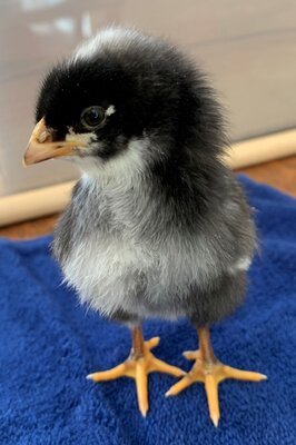 chick03_4days_6.jpg chick03_4days_6.jpg