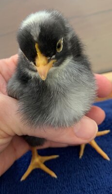 chick02_4days_2.jpg chick02_4days_2.jpg