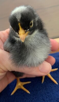 chick02_4days_2.jpg