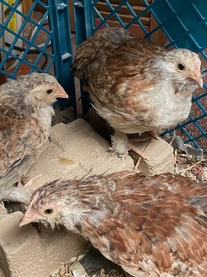 fav-chicks.jpg