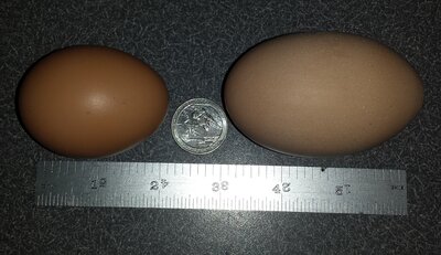 96g-egg.jpg